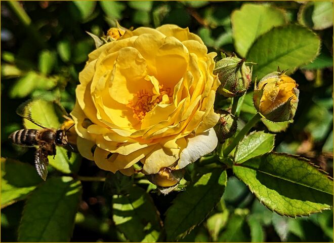 . . . lieben Dank Nanne !!! . . . 