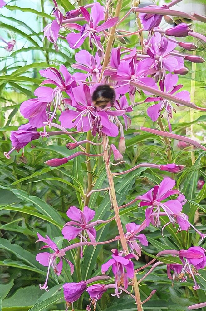 . . . Direktflug zum Weidenröschen . . . 