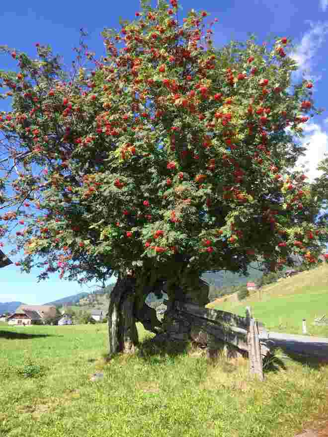 Vogelbeerbaum mit ❤️-Durchblick
