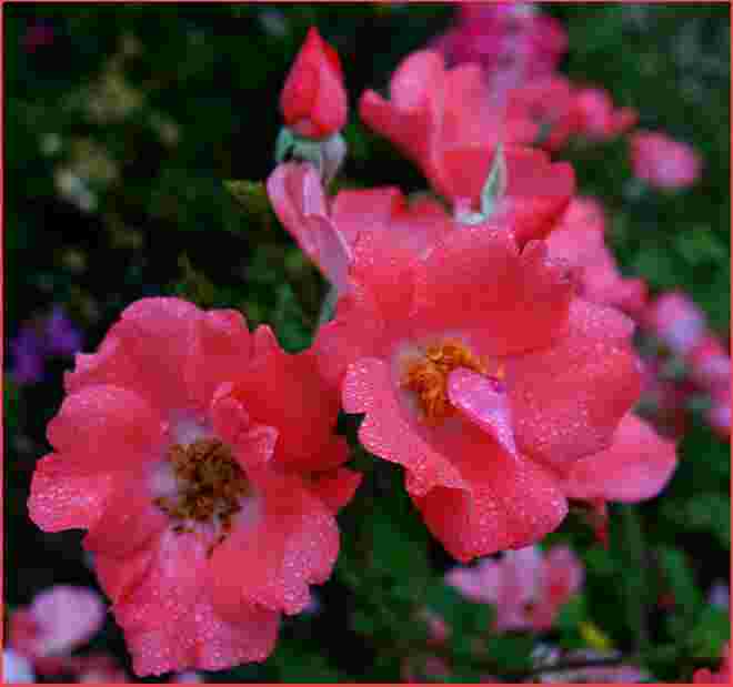 . . . feiner Nieselregen . . . 