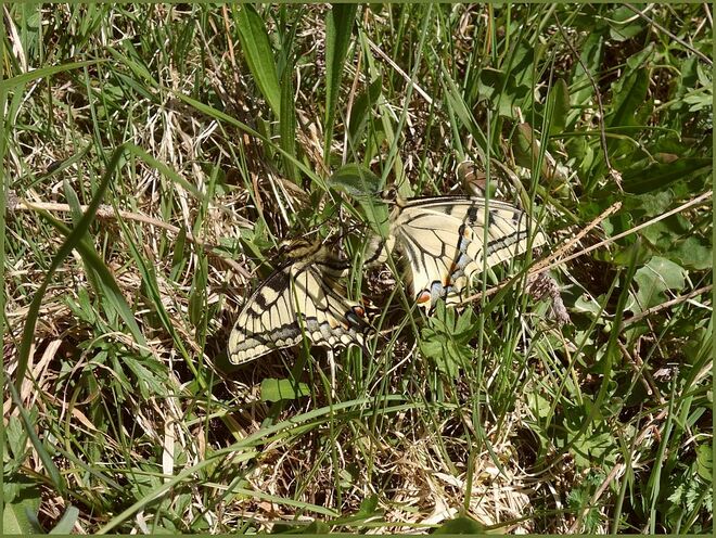 Feines Wiesenplatzerl - seltener Fund