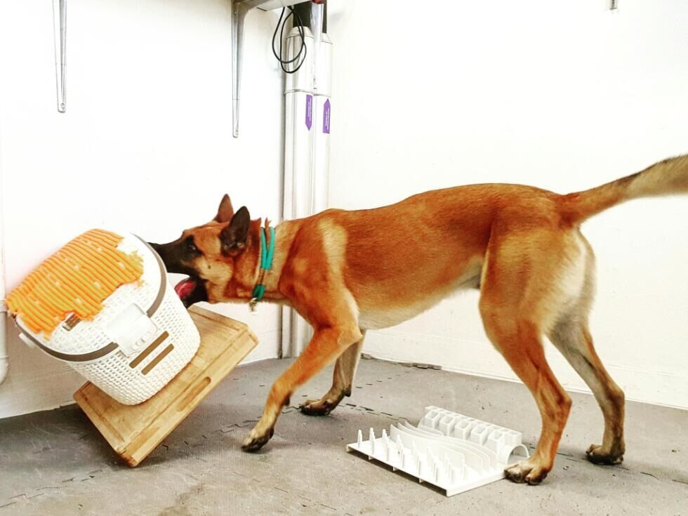 Fixiert auf Spielzeug: Hunde können Verhaltenssüchte zeigen