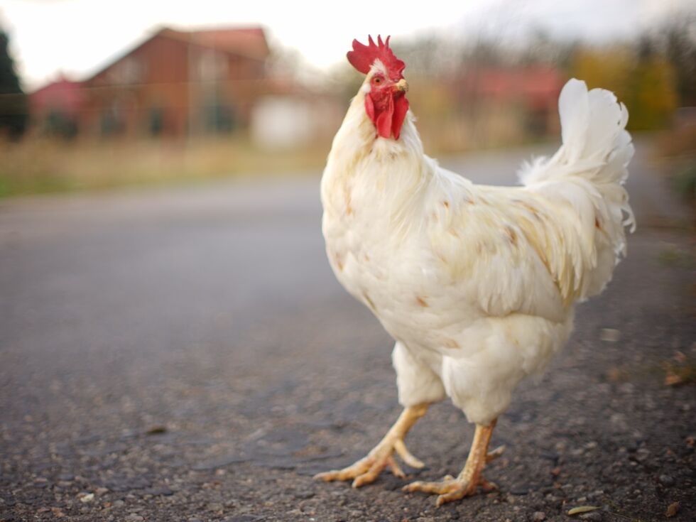 Flachgauer Rennradfahrer bei Zusammenstoß mit Huhn schwer verletzt - Tier überlebte Kollision nicht
