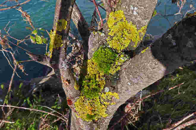 Flechten und Moose