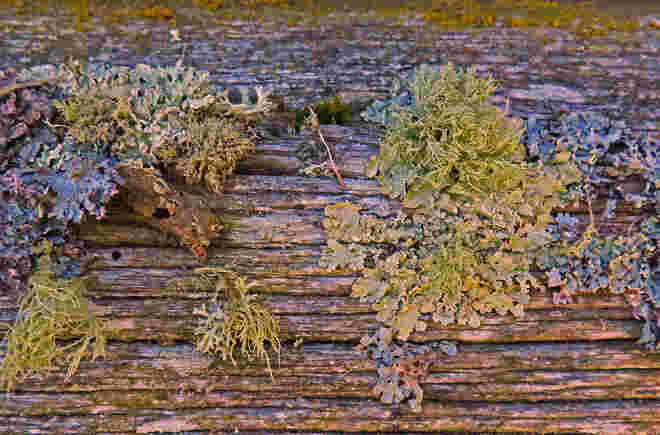 "Flechtenpotpourri"