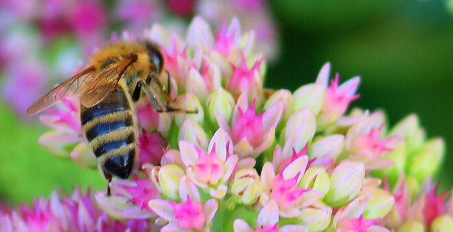 "AUF DER FETTEN HENNE"