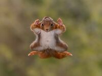 Fliegende Eichhörnchen, rauchende Enten und lächelnde Bären: Die Finalisten der "Nikon Comedy Wildlife Awards" stehen fest