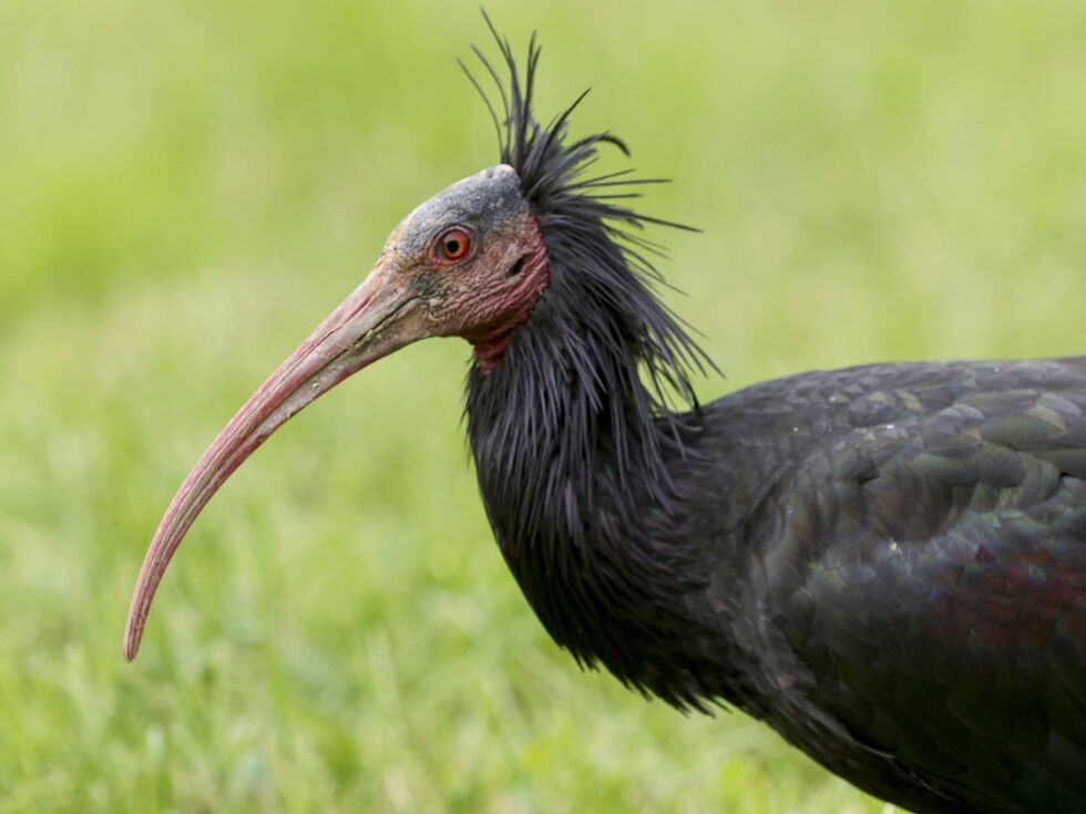 "Bedauerlicher Vorfall": Sportler tötet versehentlich Waldrapp mit Golfball in Rif