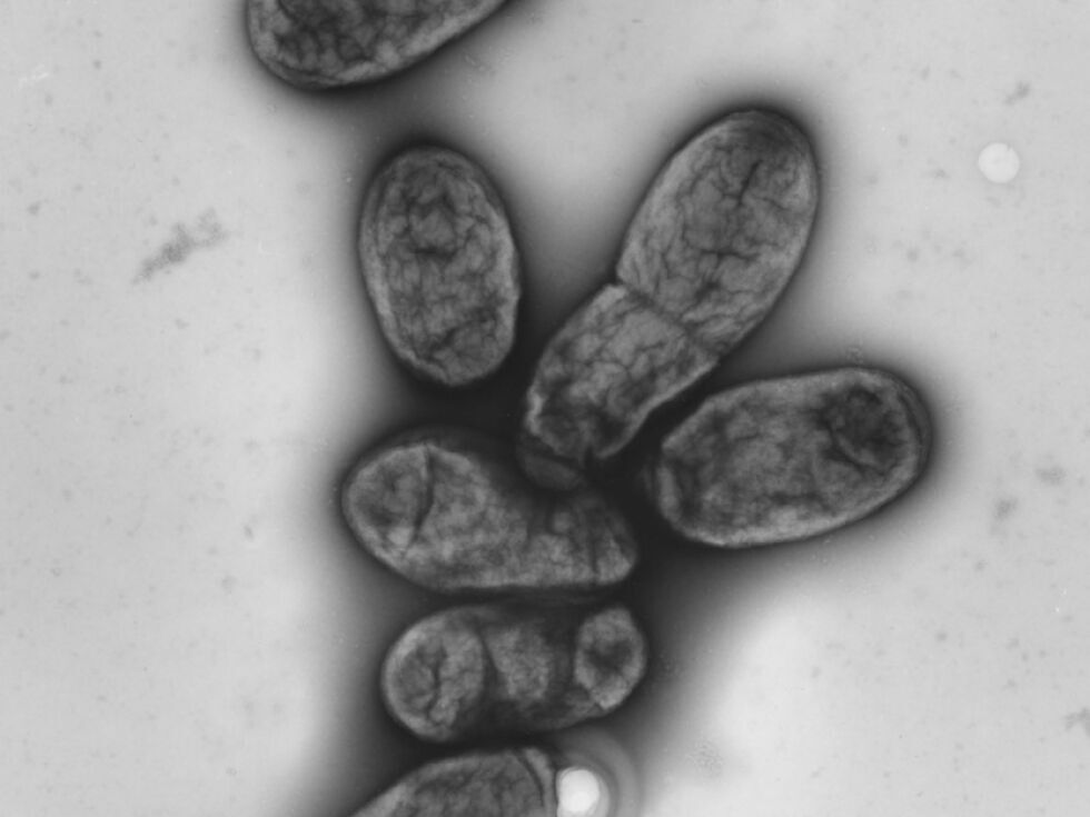 Raziskovalci omejujejo izvor Justinijanove kuge