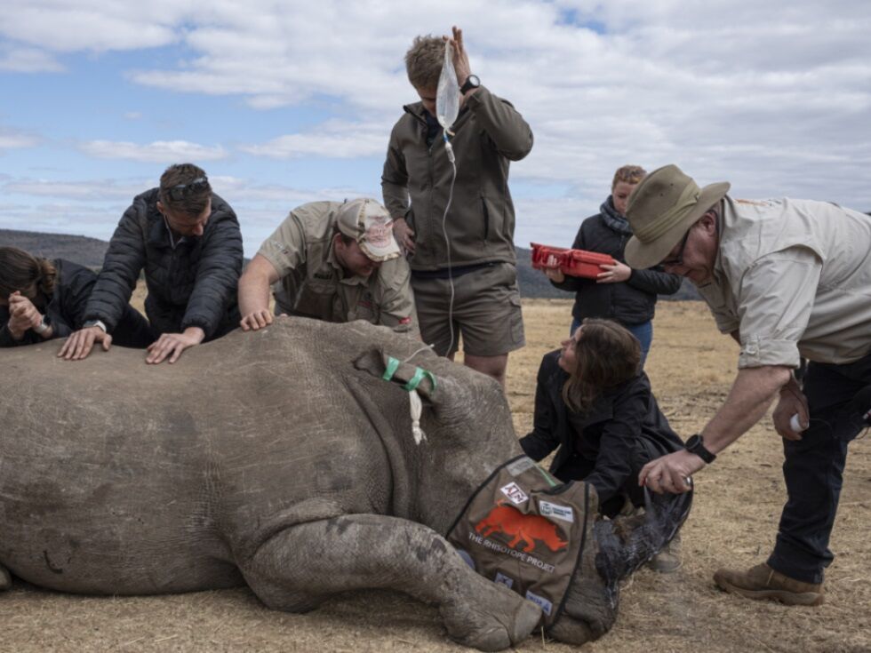 Južnoafriški znanstveniki z radioaktivnostjo ščitijo nosoroge pred divjimi lovci