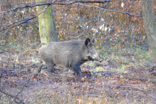 Wow ein Wildschwein!