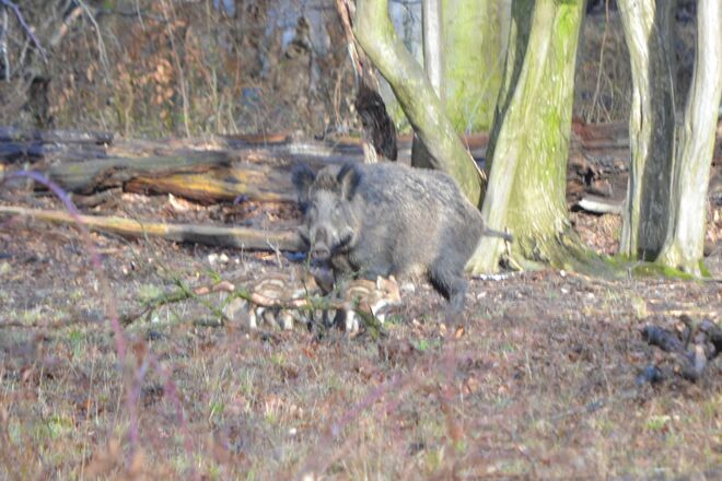 Ganz frische Frischlinge