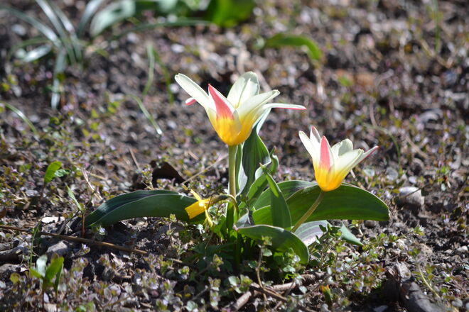 Hübsche Tulpen