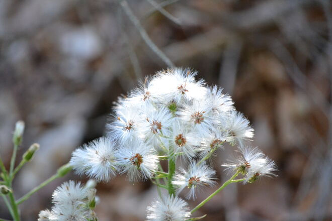 Und schon fliegen die ersten Samen