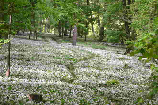 Waldlichtung