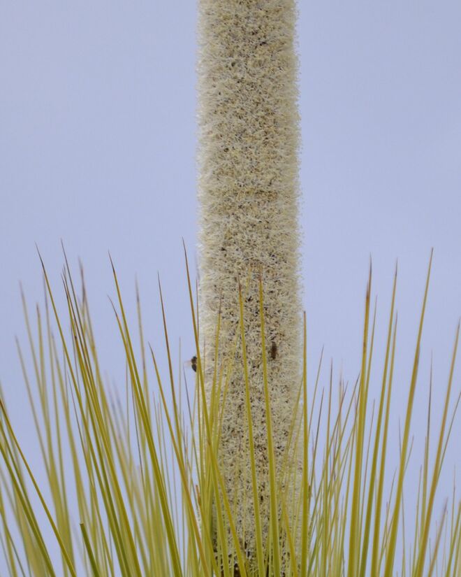 Botanische Sensation im Botanischen Garten
