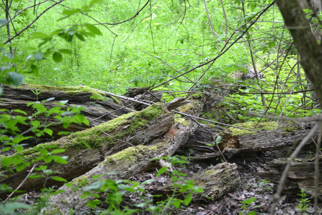 Wildnis in Donau-Auen