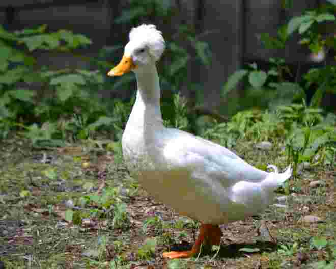 Ente mit Kopfschmuck