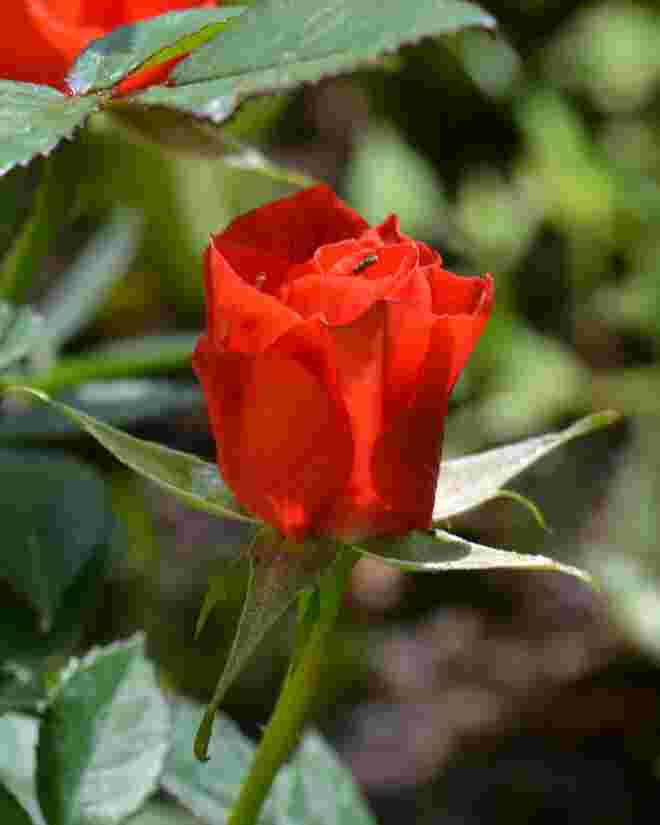 Leuchtend rot