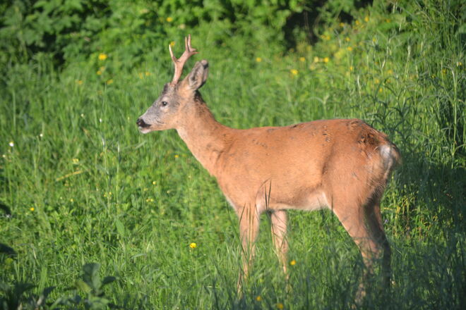 Junger Rehbock genießt die Morgensonne