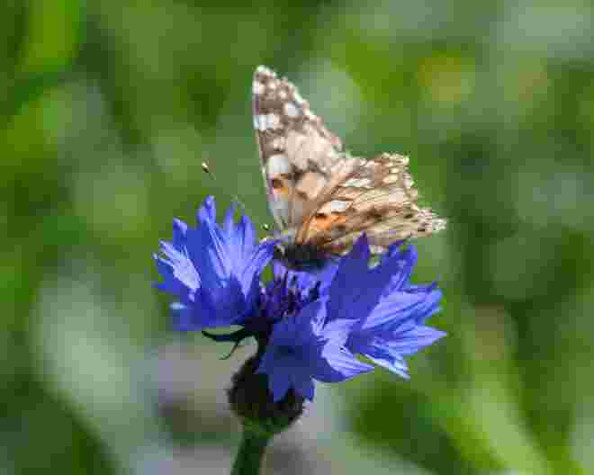 Falter auf Kornblume