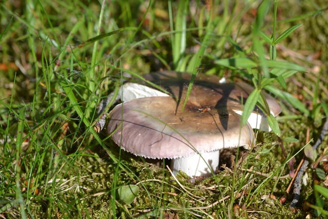 Schon den ersten Pilz gefunden