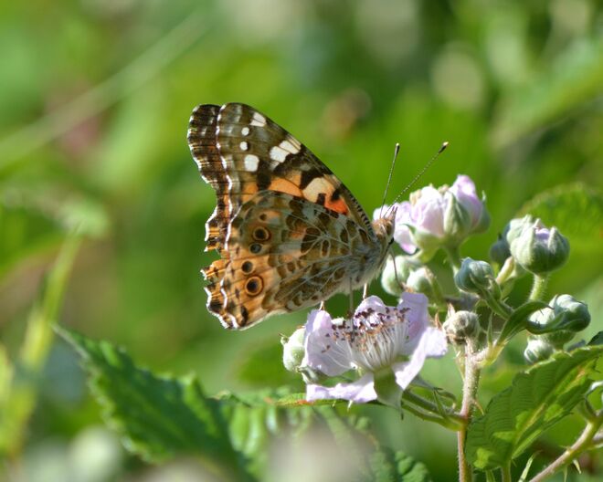 Schon die Brombeerblüten sind lecker