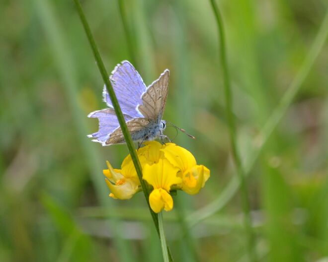 Etwas ramponierter Bläuling