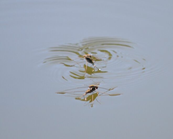 Die übers Wasser laufen