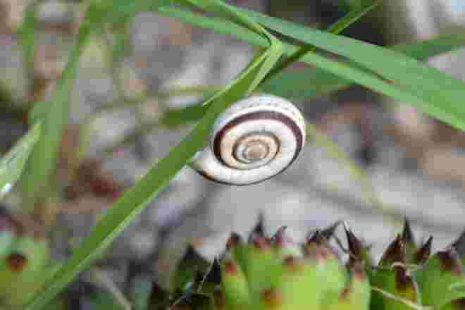 Hübsche Schnecke