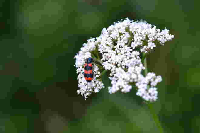 Farbtupfer