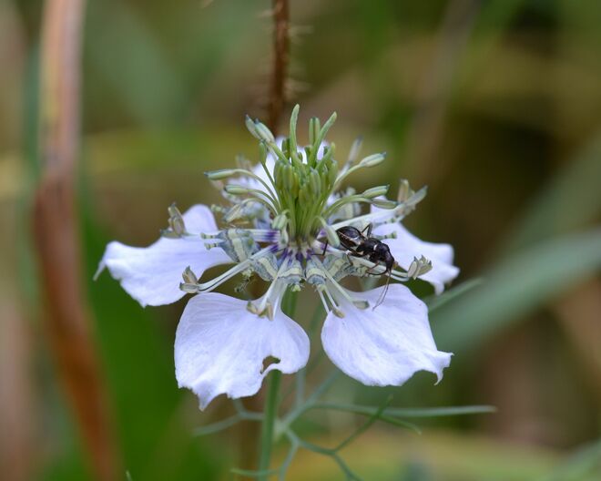 Was es in meinem Garten alles gibt