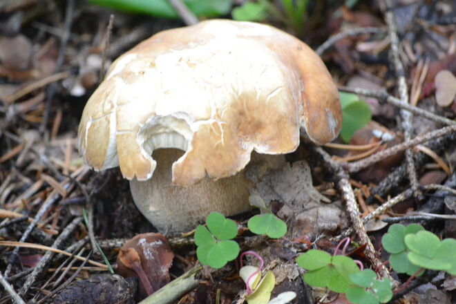 Schmeckte paniert ausgezeichnet