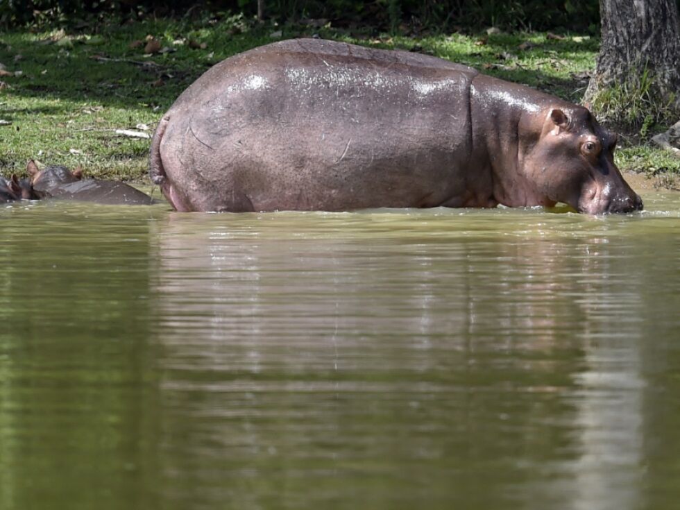V Burundiju žensko obtožili čarovništva, ker naj bi se spreminjala v povodnega konja