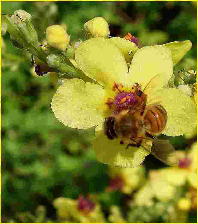 . . . ein anderes Bienlein auf einer Königskerzenblüte