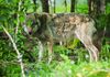 Zweiter Wolfsriss in wenigen Tagen in Salzburg gemeldet: "Wir müssen jetzt rasch handeln"