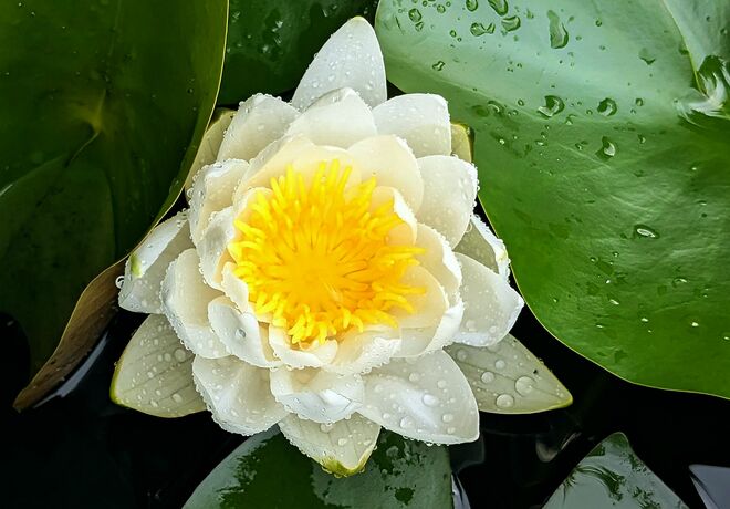 . . .  eine Regentagblüte . . . 