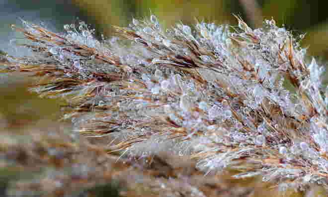 "DER ERSTE FROST"