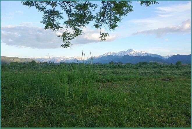 . . . gemähte Wiesen . . .