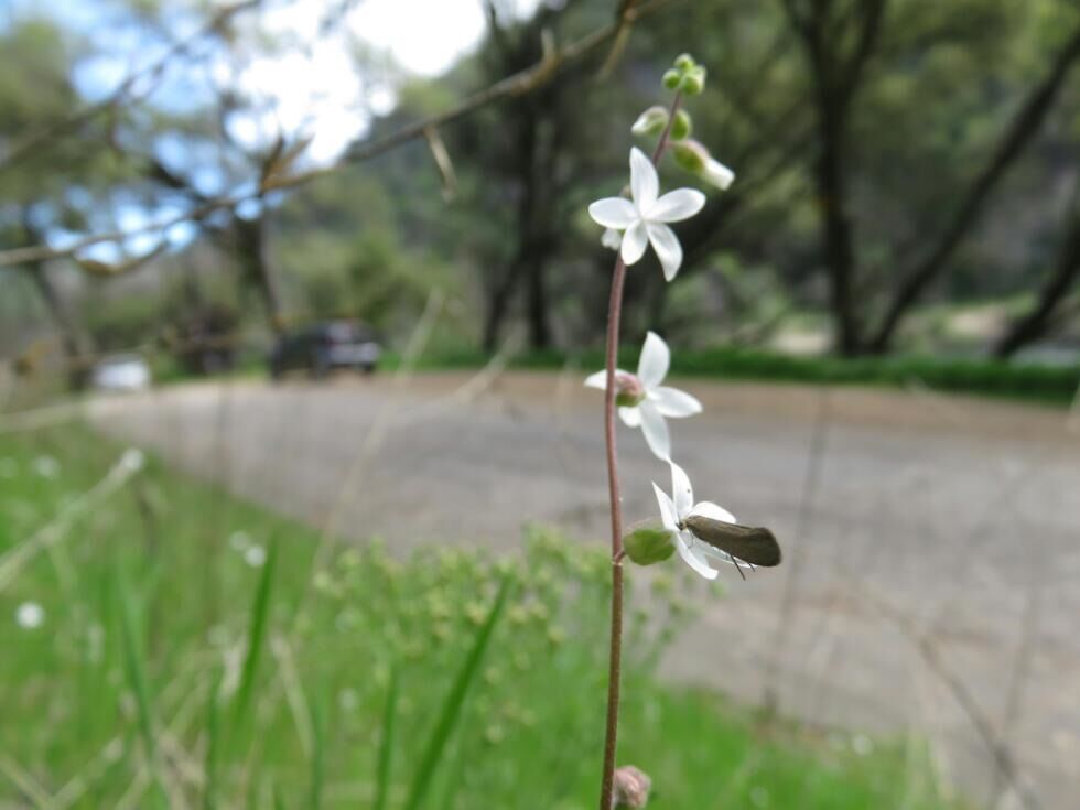 Genska podvojitev vpliva na velikost cvetov in obliko, vplivajo pa tudi opraševalci