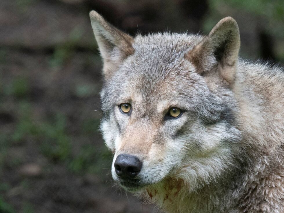 Gerissenes Reh in Piesendorf entdeckt