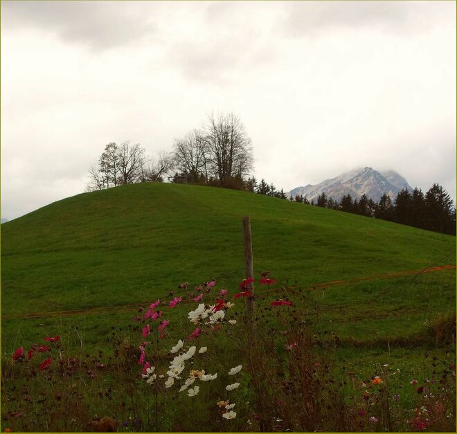 Novembrcosmea -- gestern noch . . . .