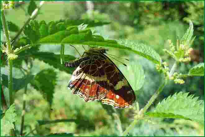 Welcher Schmetterling fand hier sein Regendach ?