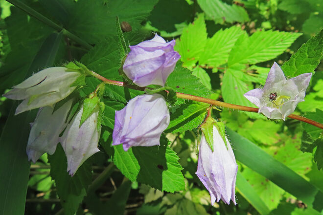 Glockenblumen bei Regen