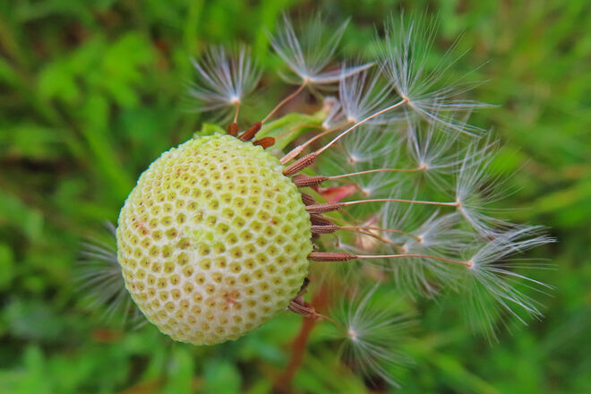 "Golfball mit Federn"
