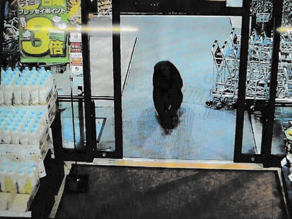 Gouverneur fordert nach Bärenattacken in Japan Armee an