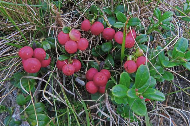 Herbstfrucht Preiselbeere