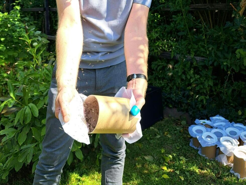 Graz startete Pilotprojekt mit 600.000 sterilen Tigermücken