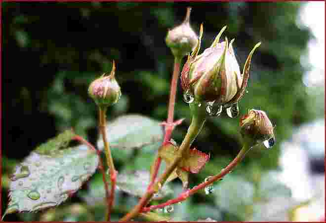 Regenknospen