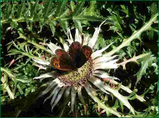 Großer Mohrenfalter auf einer Silberdistel